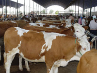 養殖肉牛高效草料與秸稈飼料選擇指南